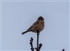 Linnet
