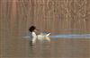 Goosander