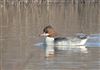 Goosander