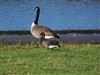 Brent Goose