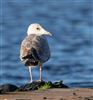 Photo of Herring Gull at Caldecotte Lake, Buckinghamshire. Taken by Paul Gibbs on 2nd January 2025.