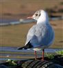 Photo of Black-headed Gull at Caldecotte Lake, Buckinghamshire. Taken by Paul Gibbs on 2nd January 2025.
