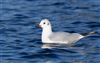 Photo of Black-headed Gull at Caldecotte Lake, Buckinghamshire. Taken by Paul Gibbs on 2nd January 2025.