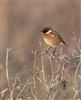 Stonechat