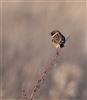 Stonechat