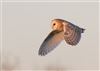 Barn Owl