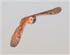 Barn Owl