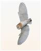 Barn Owl
