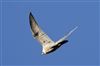 Peregrine