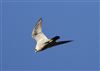 Peregrine
