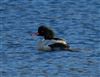 Goosander