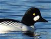 Goldeneye