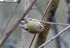 Goldcrest