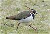 Lapwing