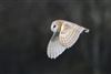 Barn Owl