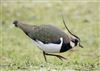 Lapwing