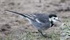Pied Wagtail