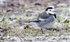 Pied Wagtail