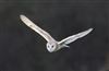 Barn Owl