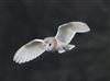 Barn Owl