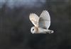 Barn Owl