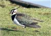 Lapwing