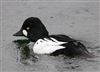 Goldeneye