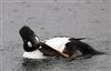 Goldeneye