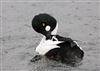 Goldeneye