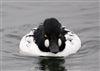 Goldeneye