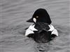 Goldeneye