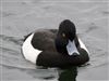 Tufted Duck