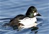 Goldeneye