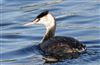 Great Crested Grebe