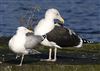 Great Black-backed Gull
