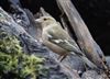 Chaffinch