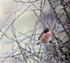 Stonechat