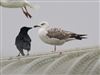 Caspian Gull
