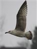 Herring Gull