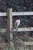 Barn Owl