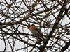 Brambling