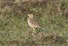 Richard's Pipit