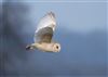 Barn Owl