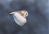 Barn Owl