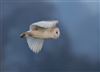 Barn Owl