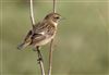 Stonechat