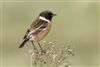 Stonechat