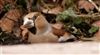 Hawfinch