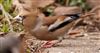 Hawfinch
