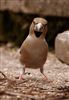 Hawfinch